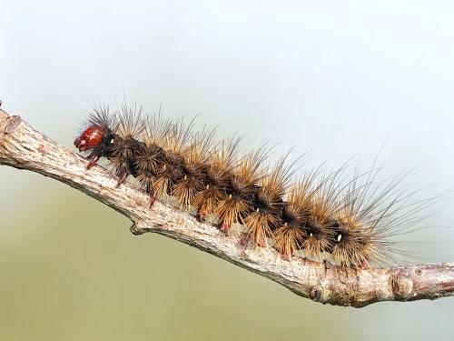 Réf. 228 166 : Arctia villica